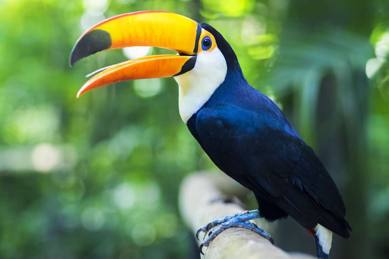 Tukan Egzotyczny ptak w pobliżu Iguazu Falls puzzle online