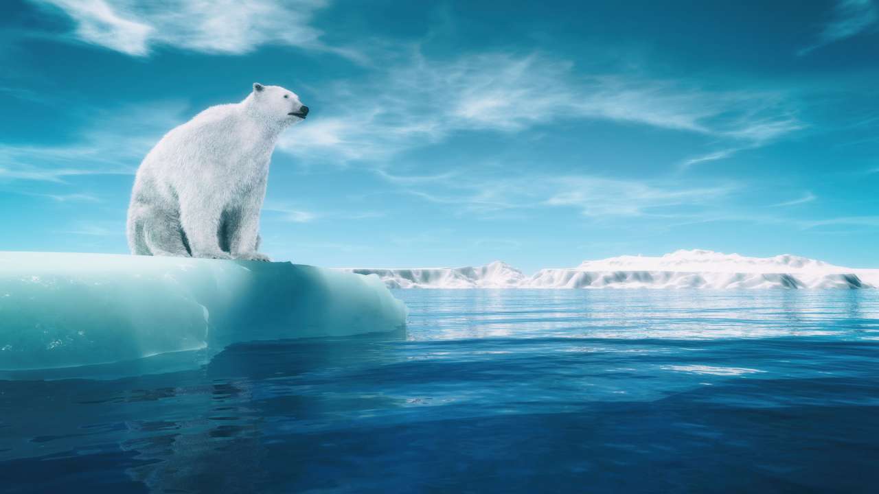 Niedźwiedź polarny na kawałku lodowca puzzle online