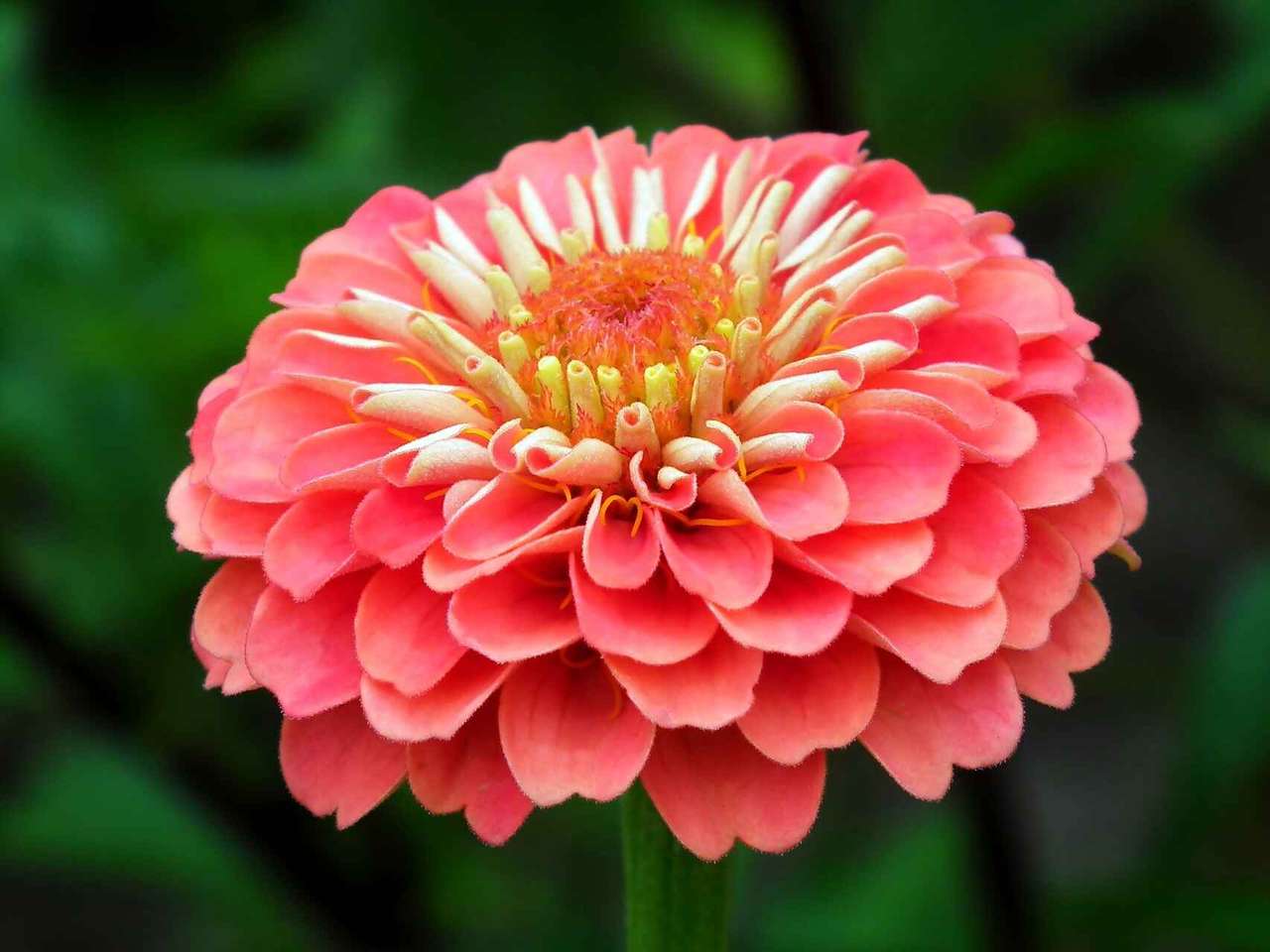 Rosita kwiat. puzzle online