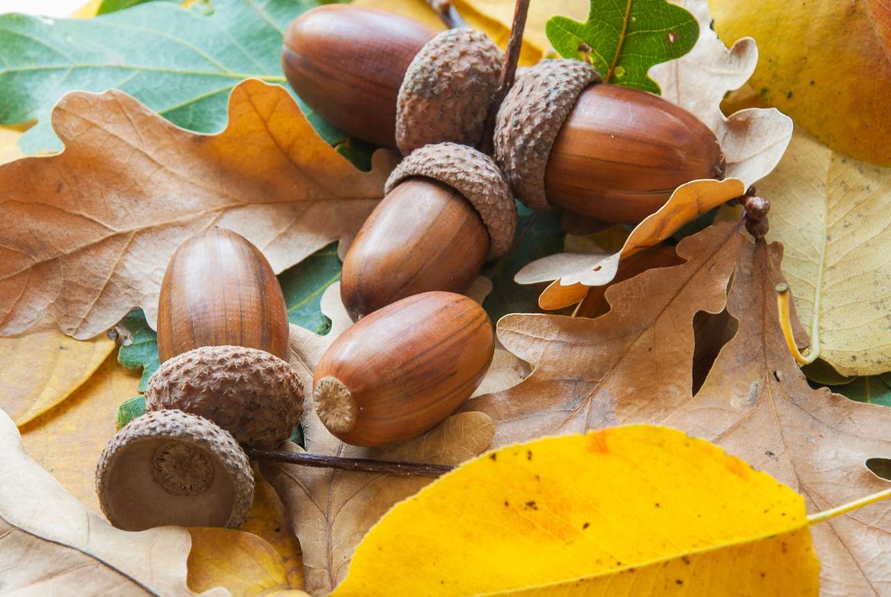 Jesienna skład liści dębowych i suchych żołędzi puzzle online