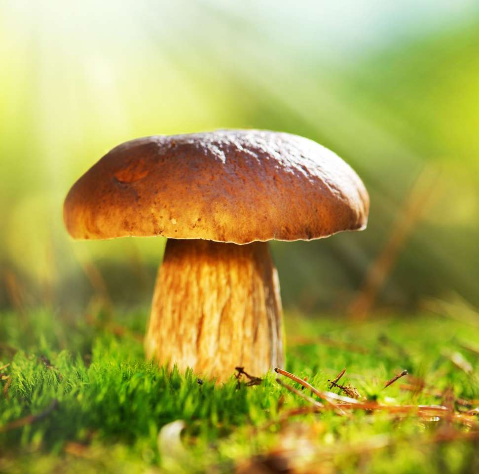 Cep grzyb rośnie w jesień lasu borowik puzzle online