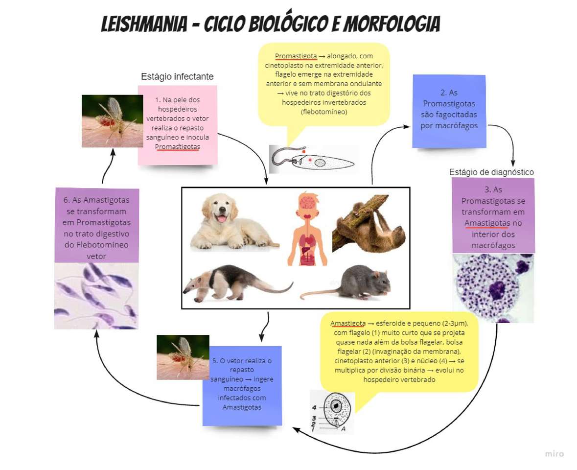 Leishmania - cykl biologiczny i morfologia puzzle online