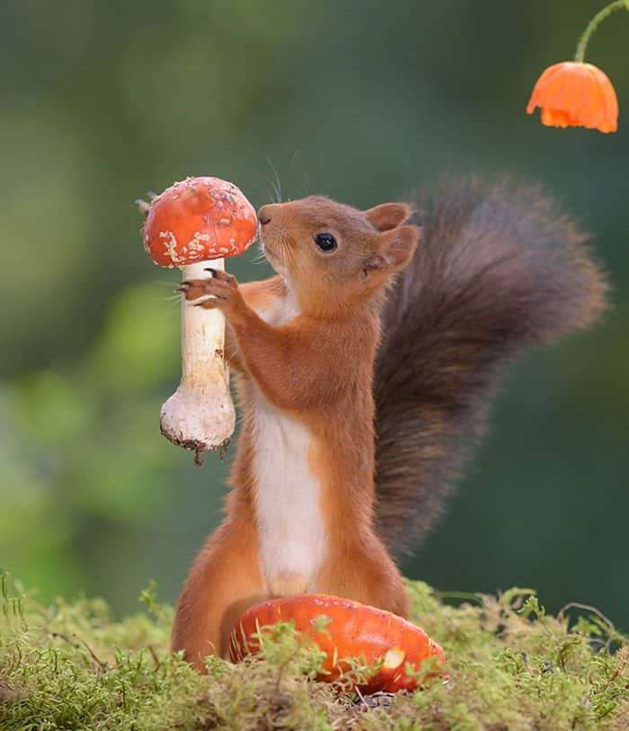 Squirrel Geert Weggen Fotograf puzzle online