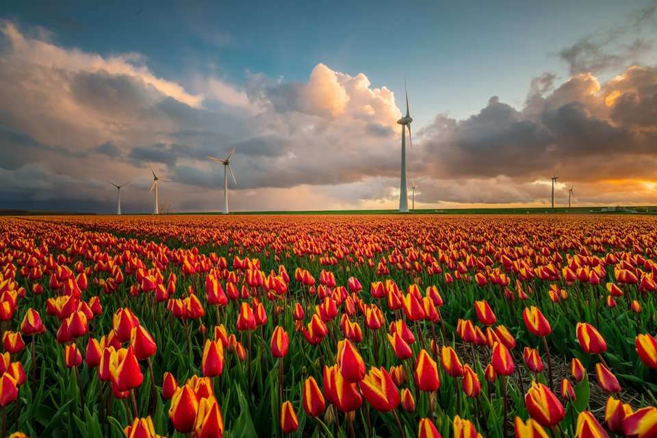 Bardzo najpiękniejszy tulipan puzzle online