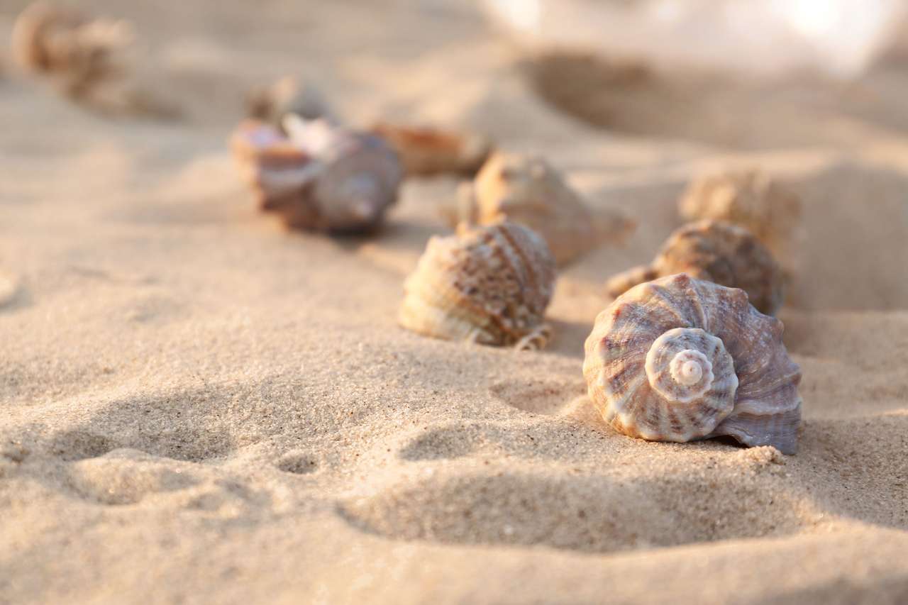 Seashells na piaszczystej plaży puzzle online