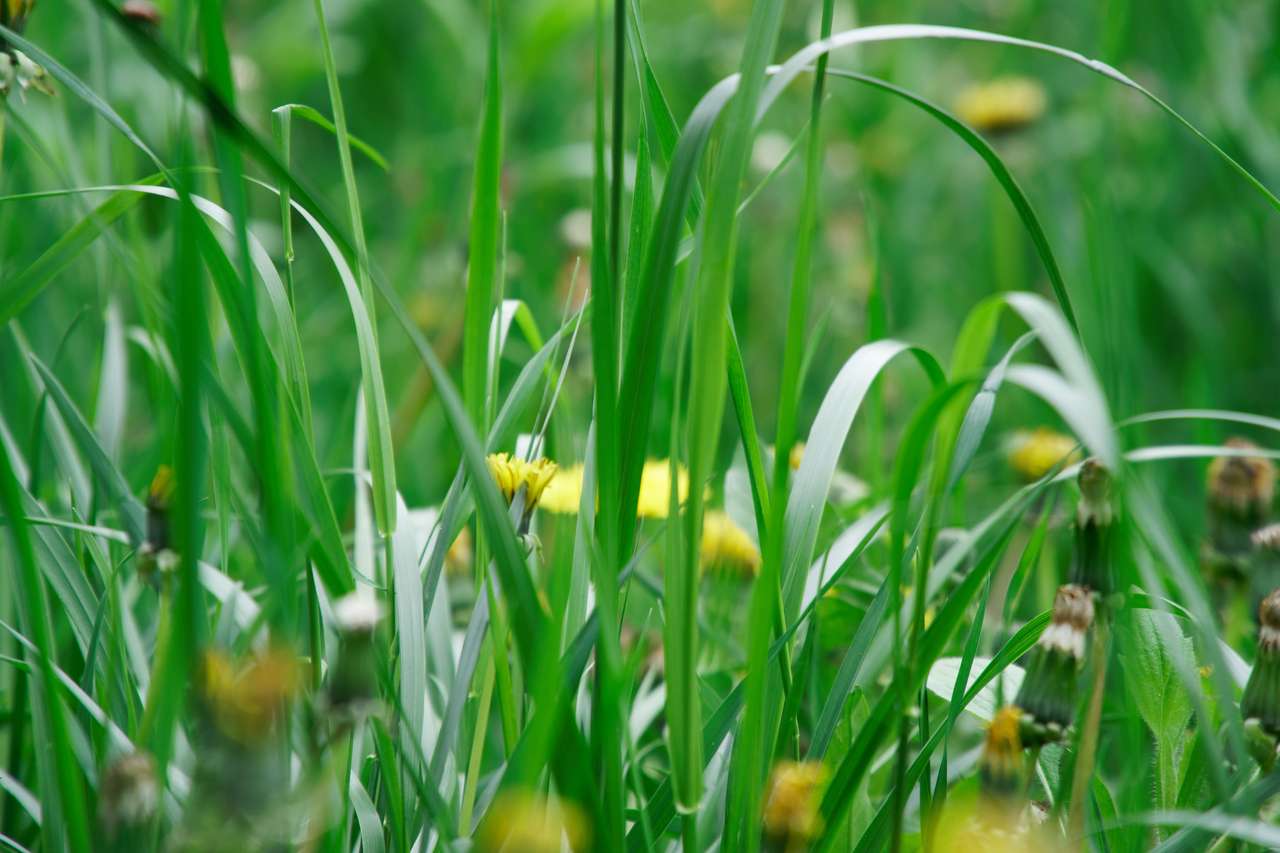 Świeża zielona trawa z polowymi kwiatami puzzle online