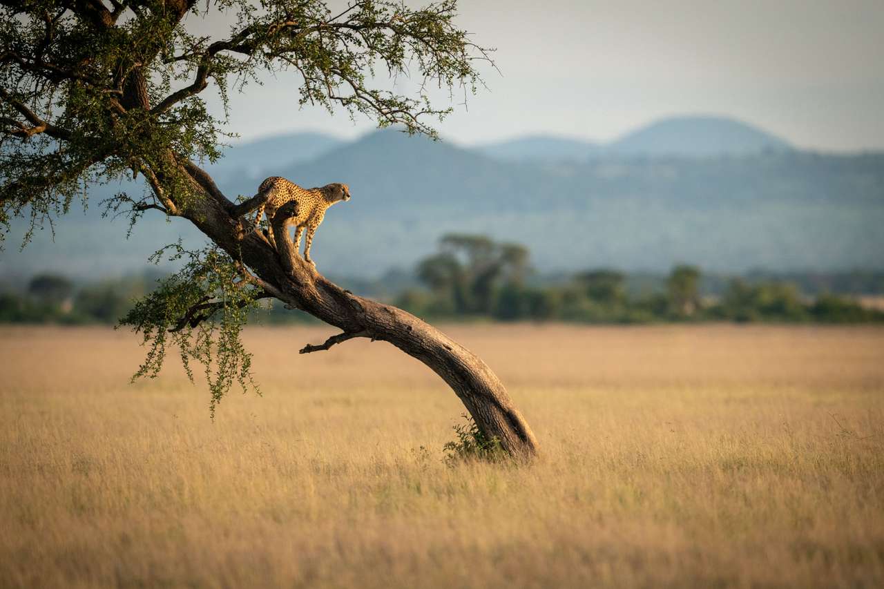 Gepard stoi na skręconym drzewie puzzle online