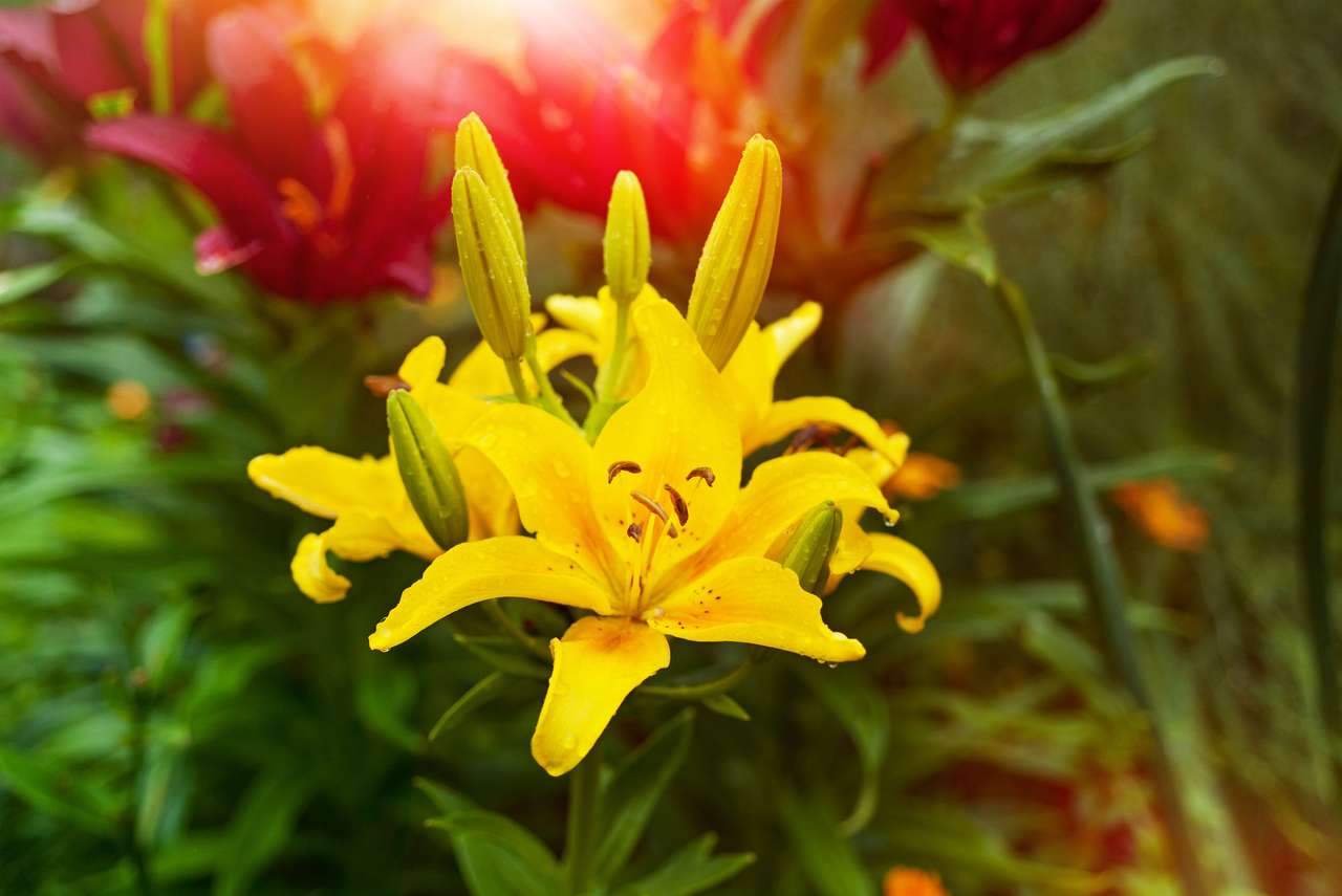 Żółte lilii. puzzle online