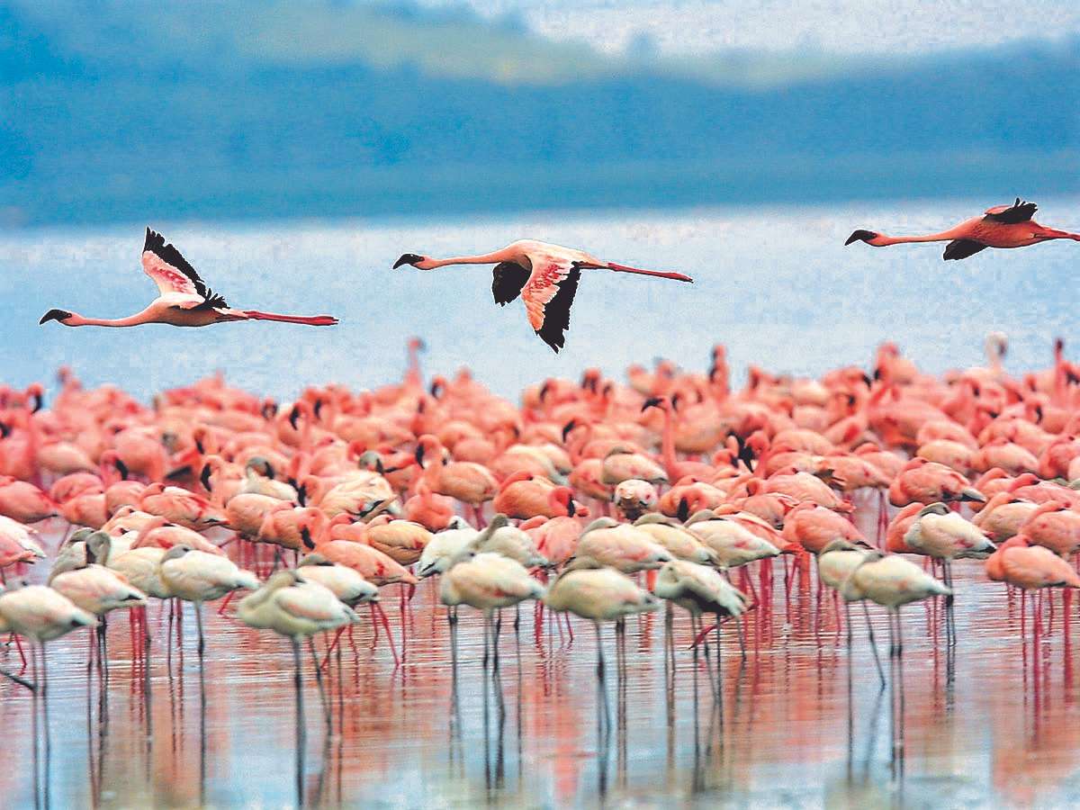 Limnos Greek Island Flamingi puzzle online