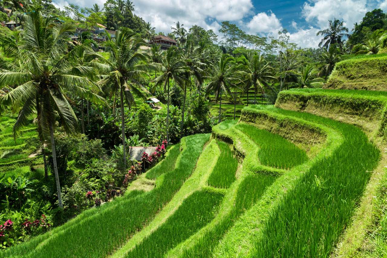 Pola ryżowe na Bali puzzle online