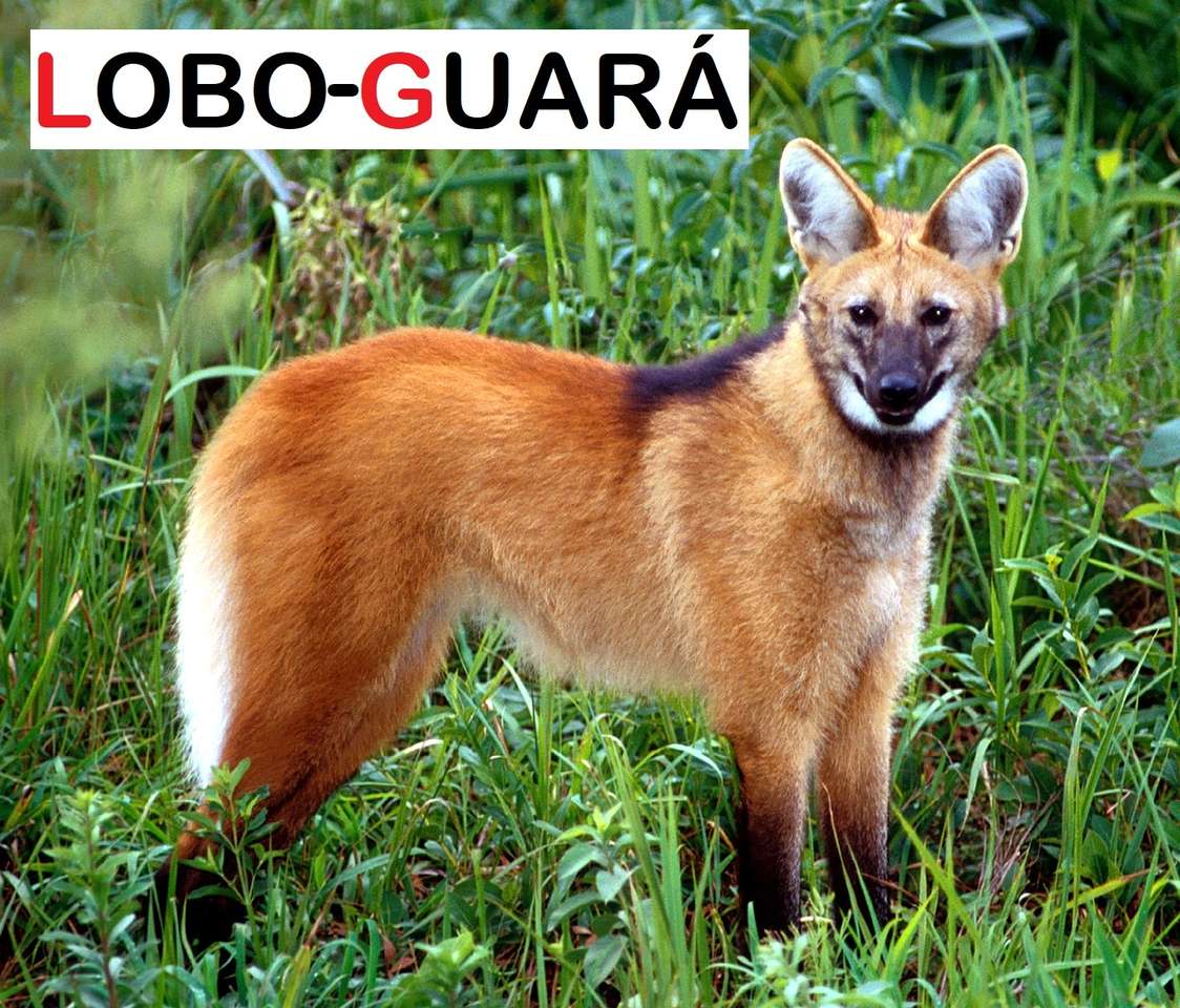 Zwierzęta zagrożone wyginięciem - Wolf-Guará puzzle online
