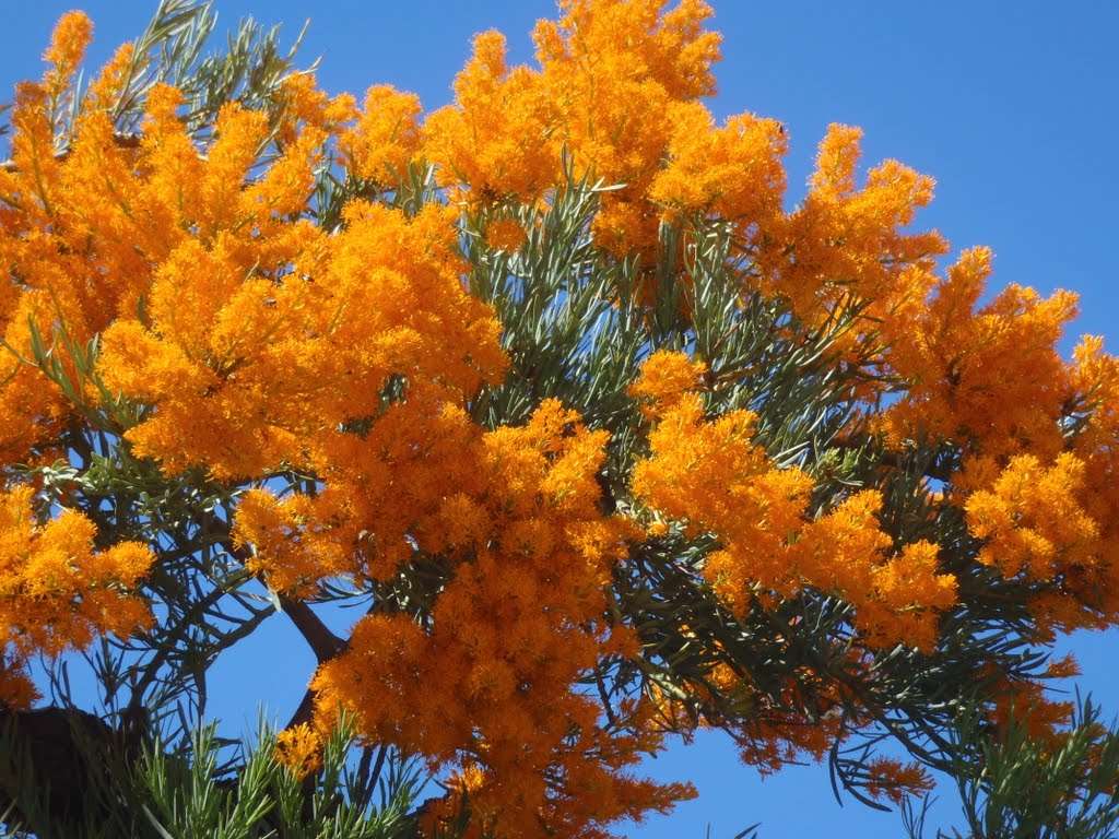 Kwitnące drzewo w Australi puzzle online