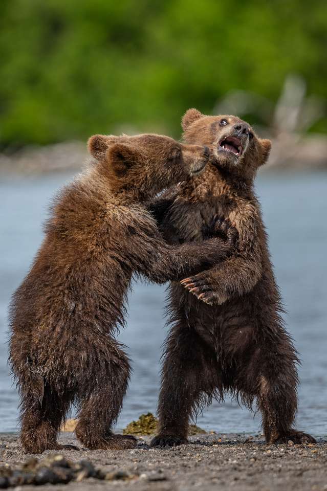 bruine beren van Kamchatka legpuzzel