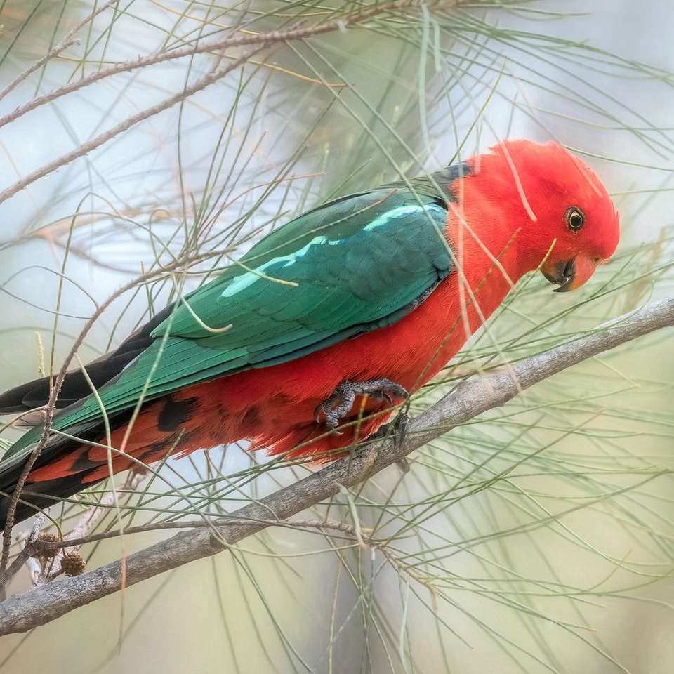 Papuga Ara na gałęzi puzzle online