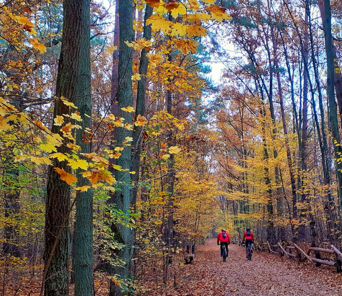 Rowerzyści w jesiennym lesie puzzle online
