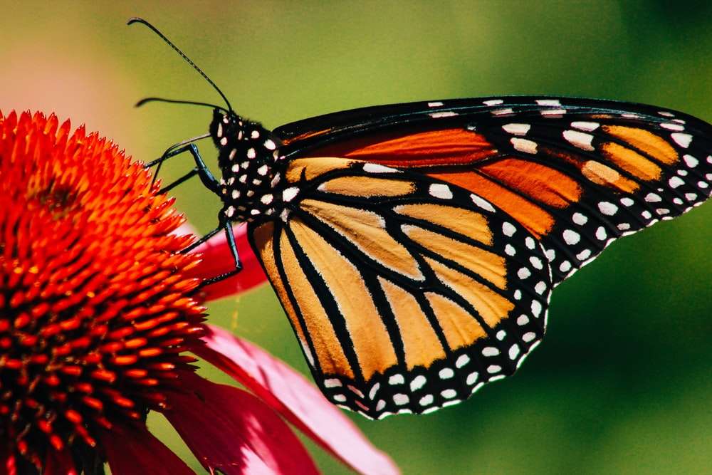Monarch Butterfly. puzzle online