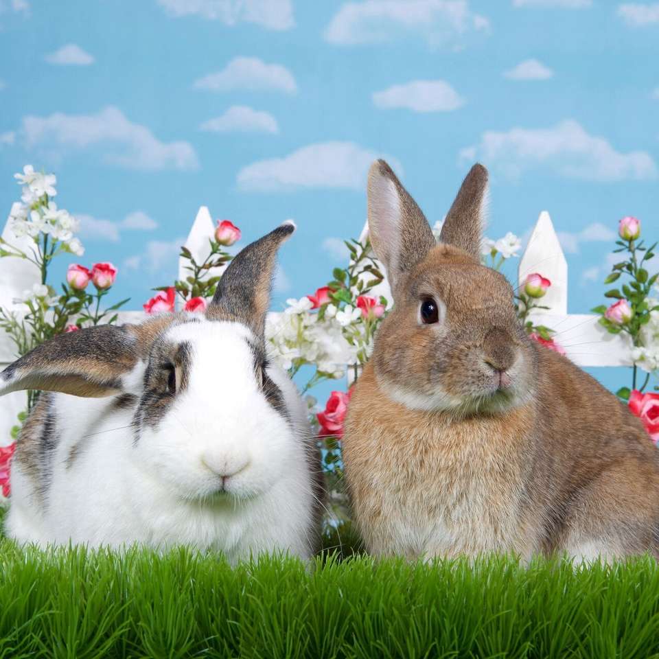 Dwa króliki puzzle online