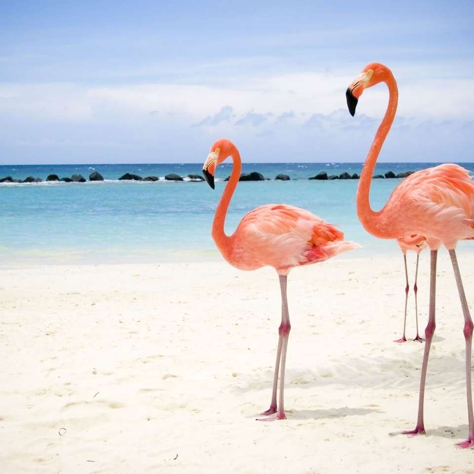 Flamingi nad morzem puzzle online