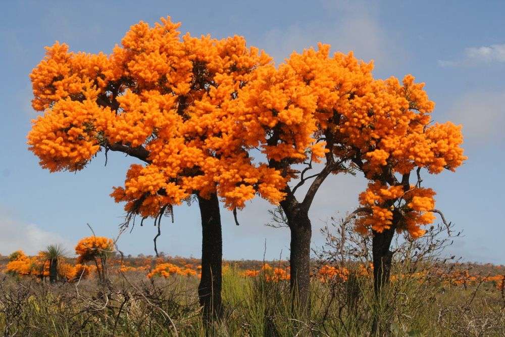 Kwitnące drzewa na pomarańczowo puzzle online