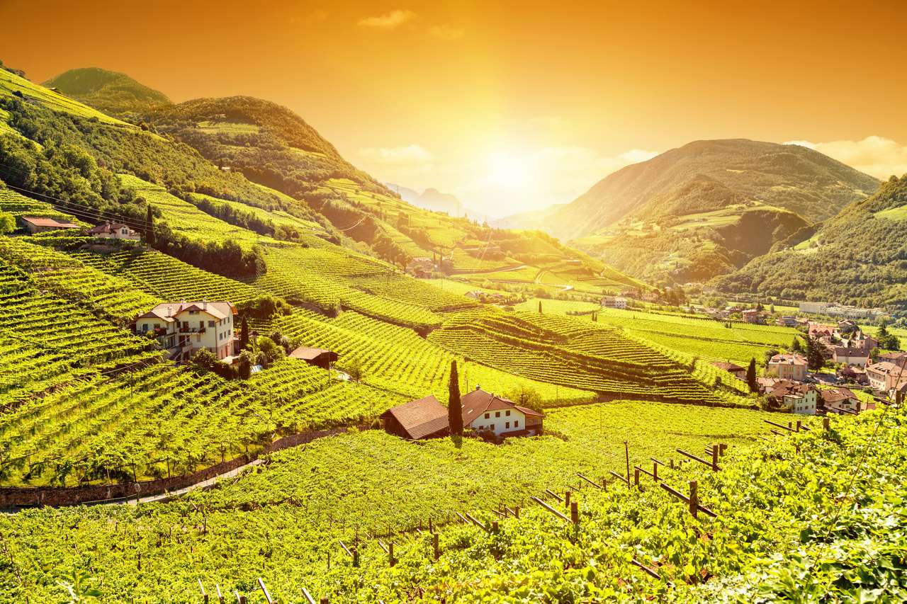 vineyard in Bolzano puzzle online