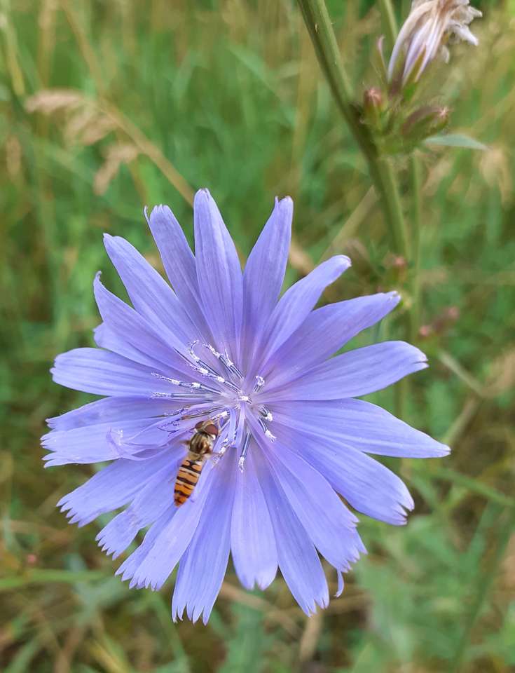 Niebieski kwiatek z owadem puzzle online