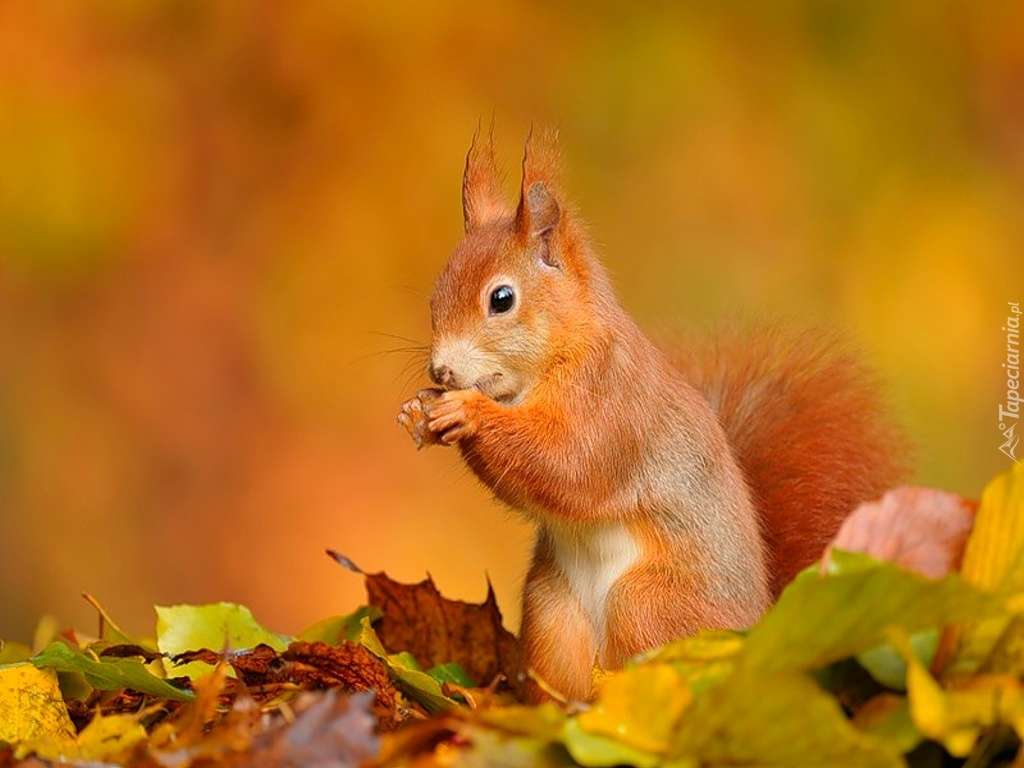 Wiewiórka i liście puzzle online