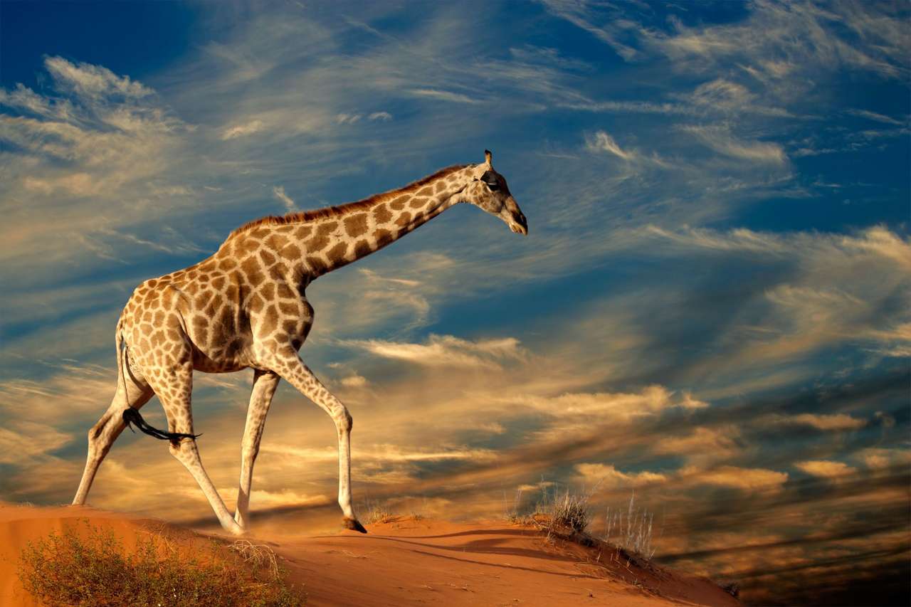 Żyrafa spaceru na piaszczystej wydmie, Południowa Afryka puzzle online
