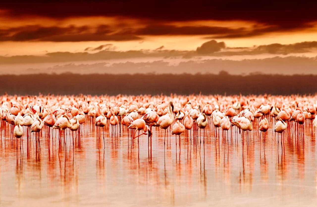 Egzotyczne afrykańskie flamingi w jeziorze puzzle online