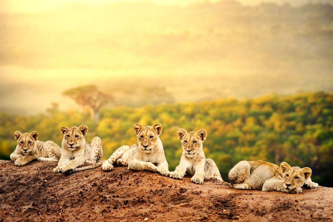 Cute Lion Cubs kłaść razem na matce puzzle online
