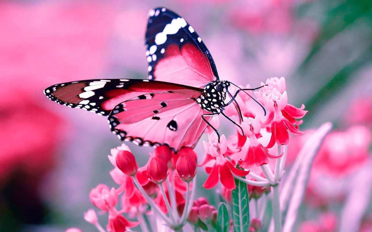 Różowy motyl. puzzle online