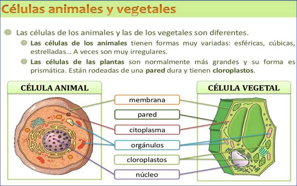 Komórki zwierzęce i roślinne puzzle online