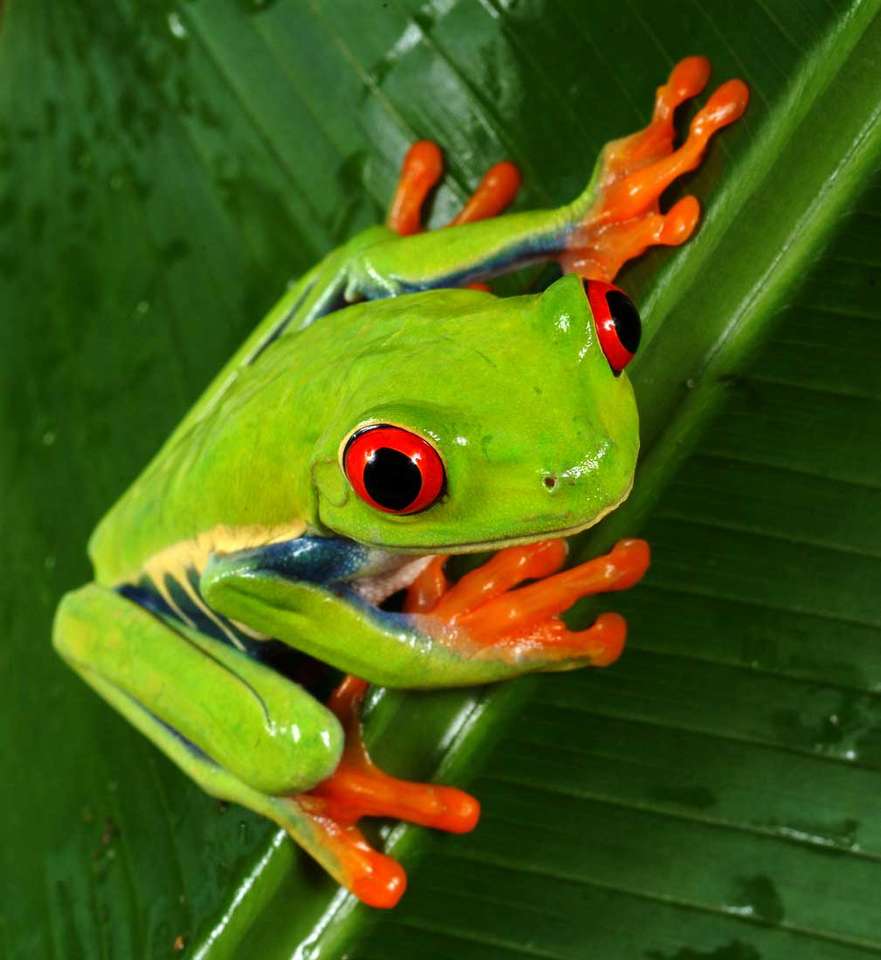 Egzotyczna żaba puzzle online