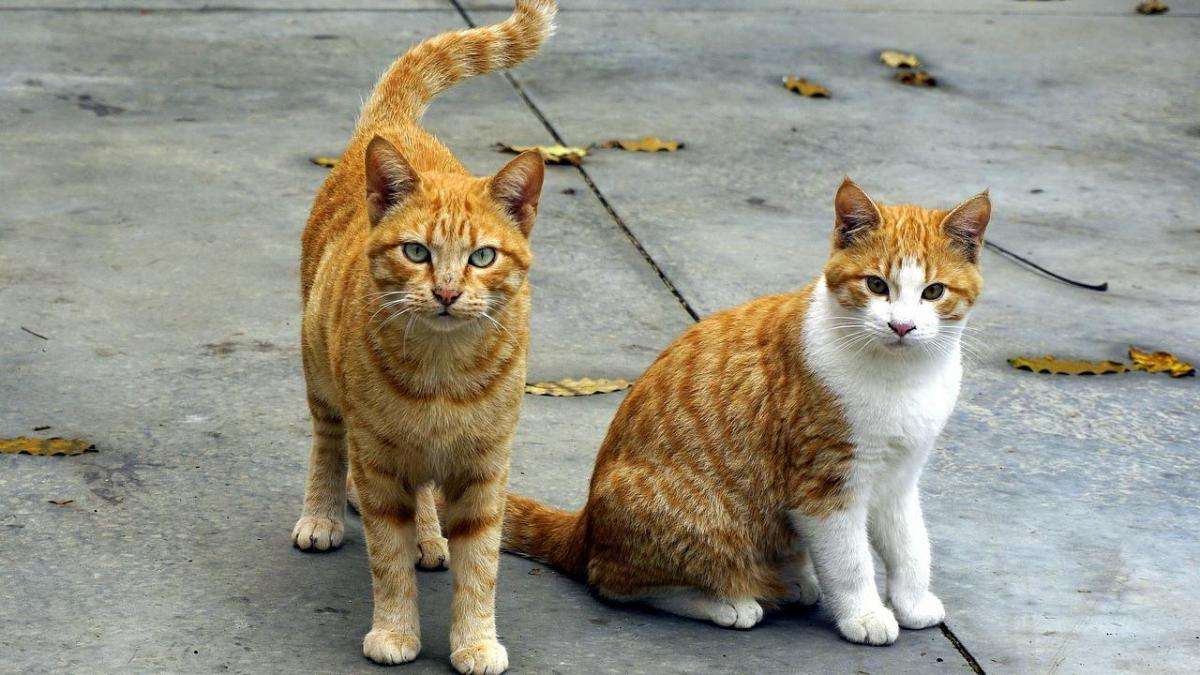 Dwa rude kotki puzzle online