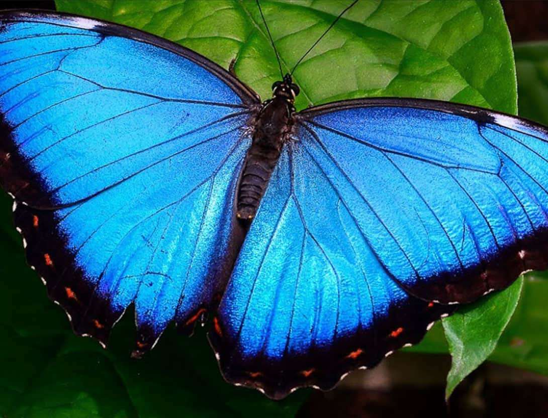 Niebieski motyl puzzle online