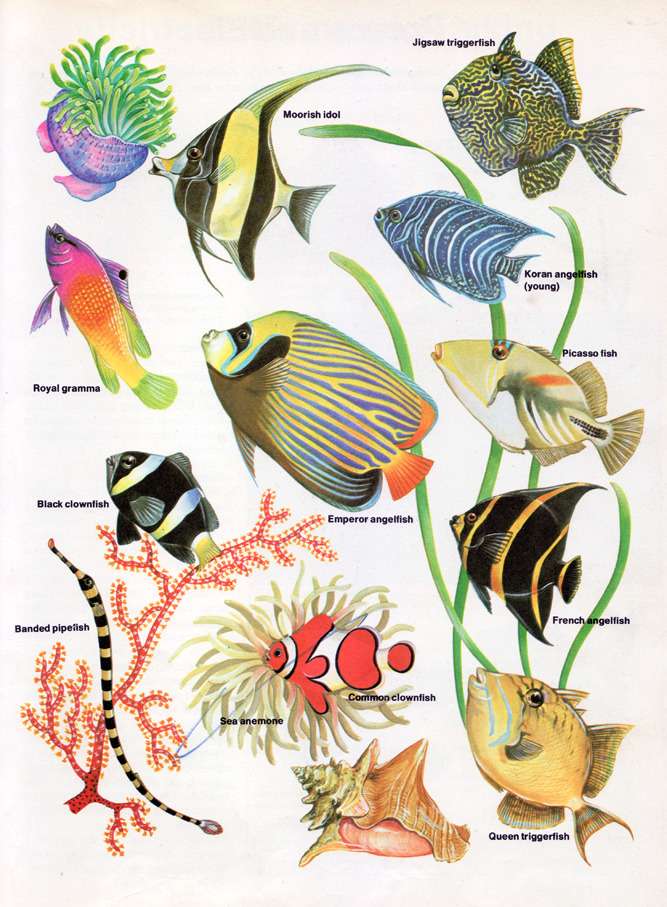 Tropikalna ryba puzzle online