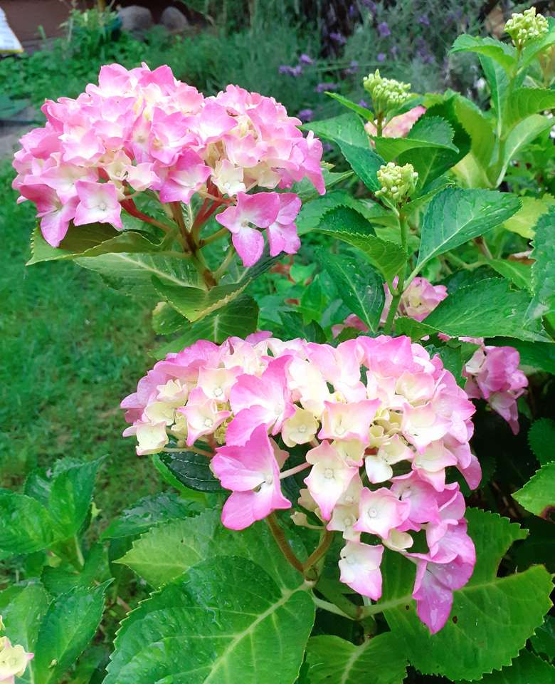 Różowe hortensje w ogrodzie. puzzle online