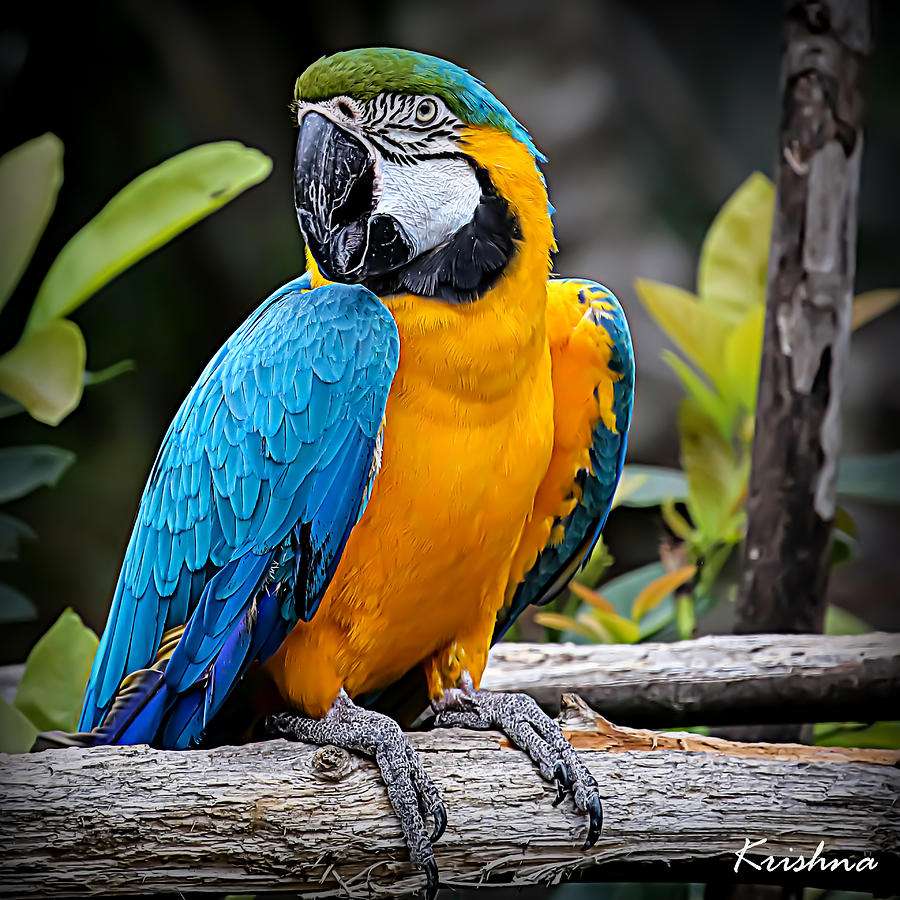 Papuga w tropikach puzzle online
