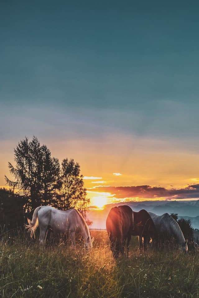 Konie na pastwisku w pięknym zachodzie słońca puzzle online