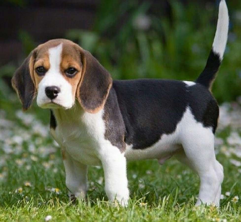 Beagle Puppy. puzzle online
