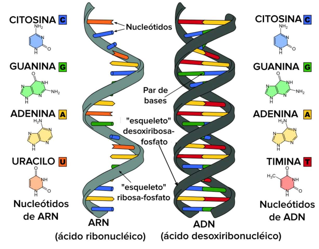 DNA i RNA. puzzle online
