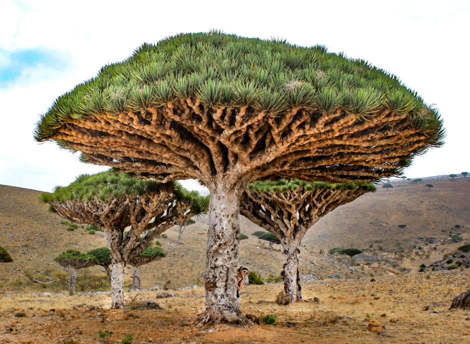 Socotra Island på Indiska oceanen pussel