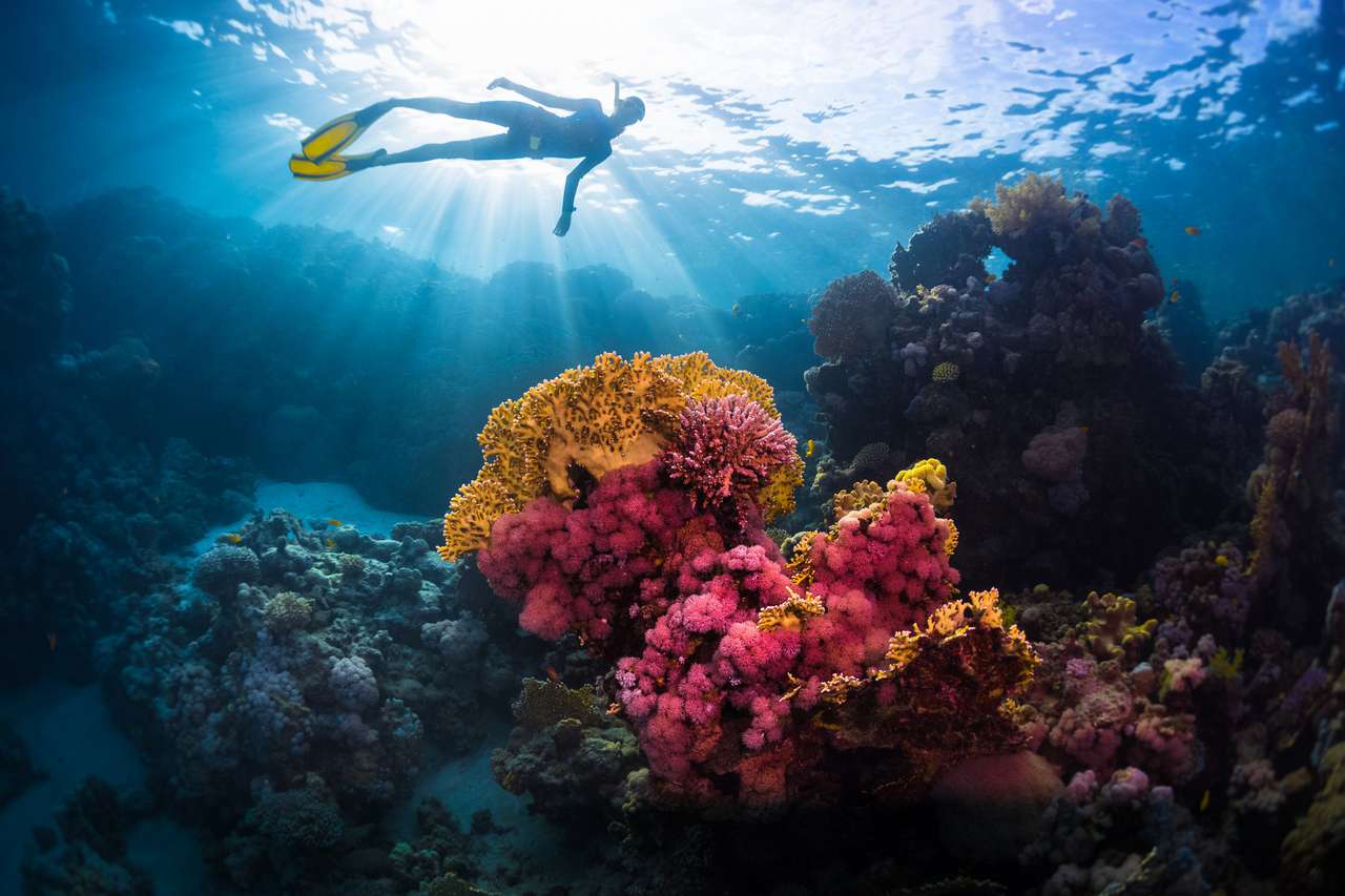 Bezpłatny nurka pływanie pod wodą nad żywy rafą koralową. Morze Czerwone, Egipt puzzle online