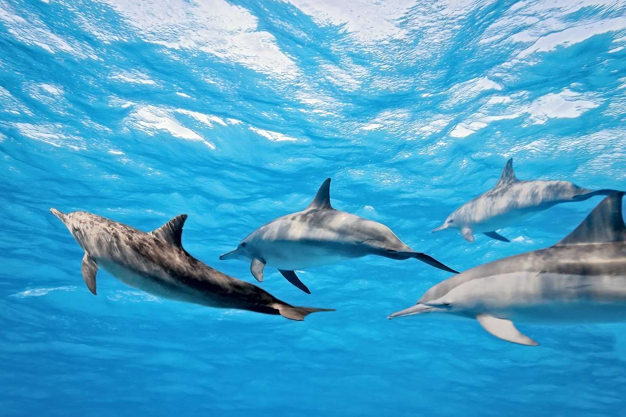 Dzikie delfiny pływające w morzu puzzle online