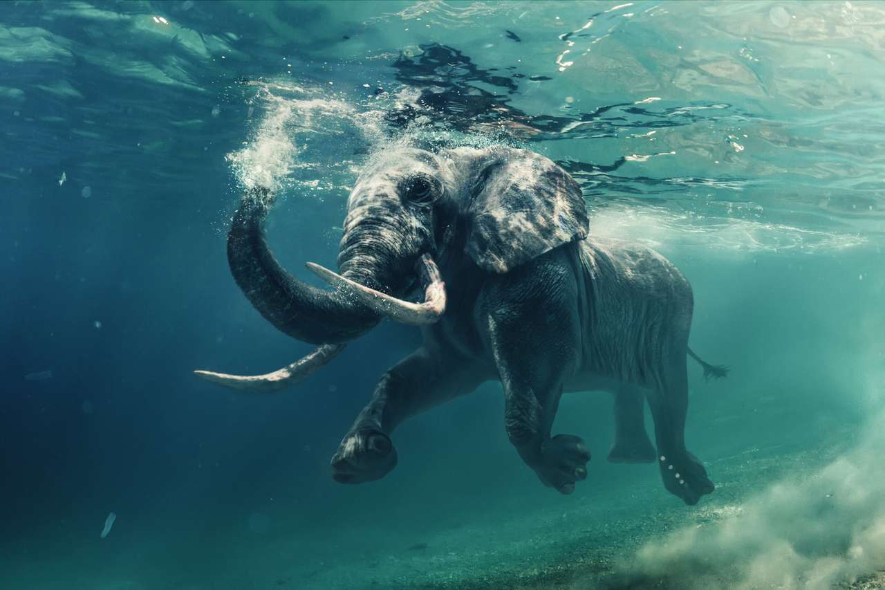 Słoń afrykański pływanie pod wodą. puzzle online