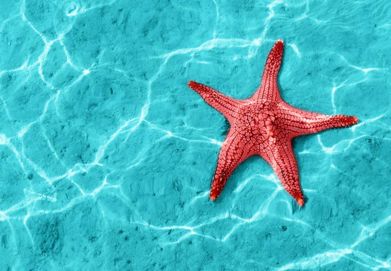Rozgwiazda w błękitnej wodzie z lekkim odbiciem. puzzle online