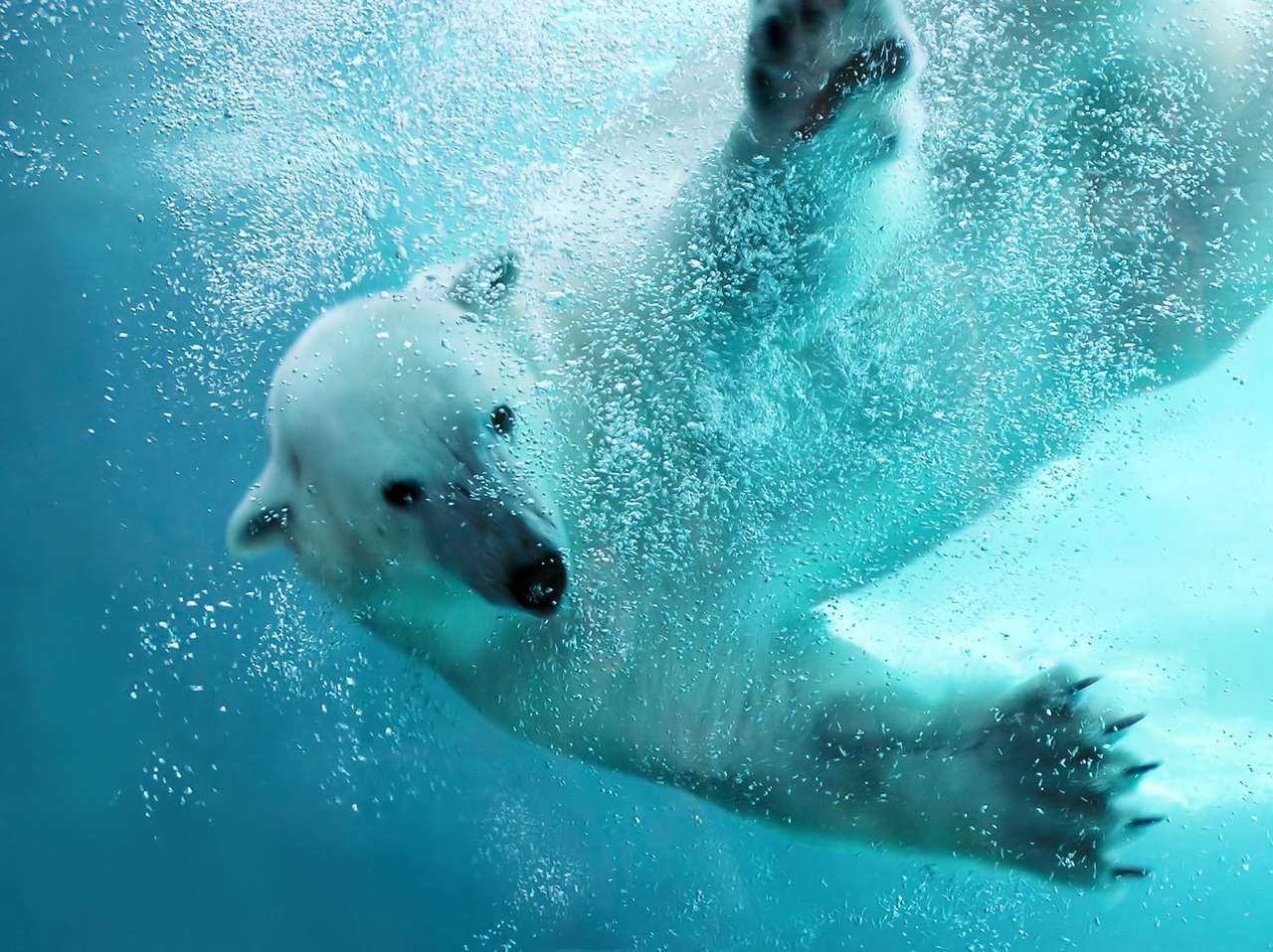 Niedźwiedź polarny atakujący pod wodą z pełnym pawem puzzle online