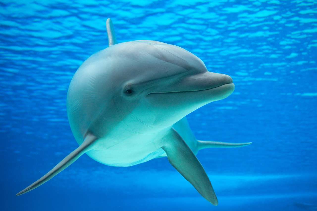 Delfin sfotografowany w akwarium z podwodnego okna puzzle online