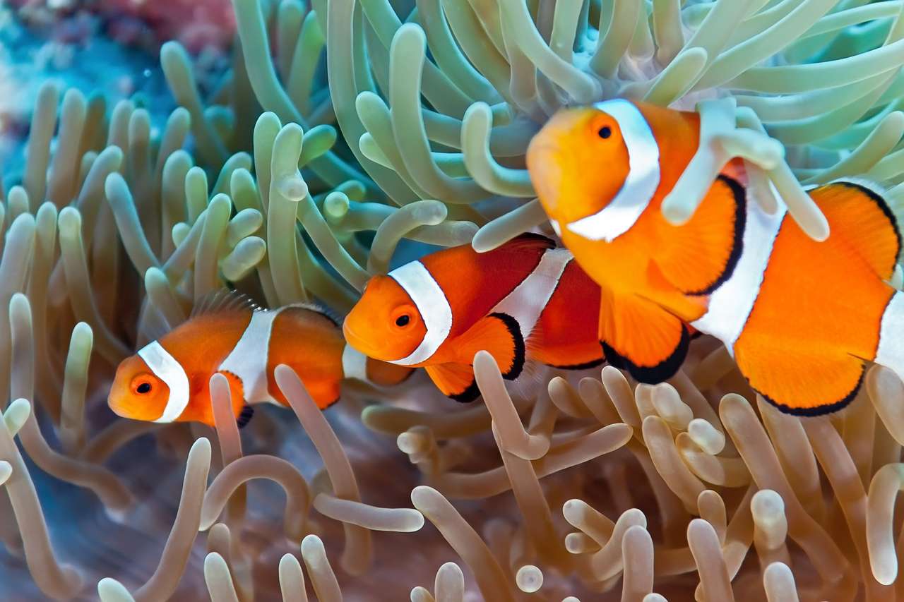 Tropical Clownfish - Rafa koralowa, Filipiny puzzle online
