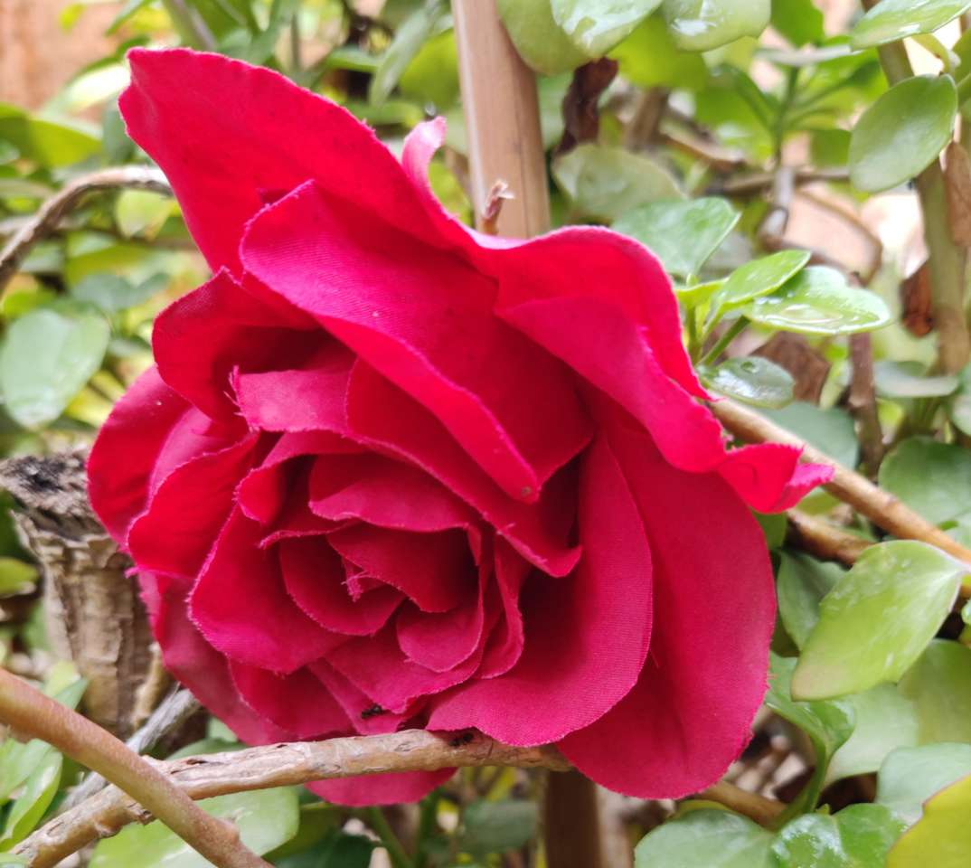 Červená růže skládačka