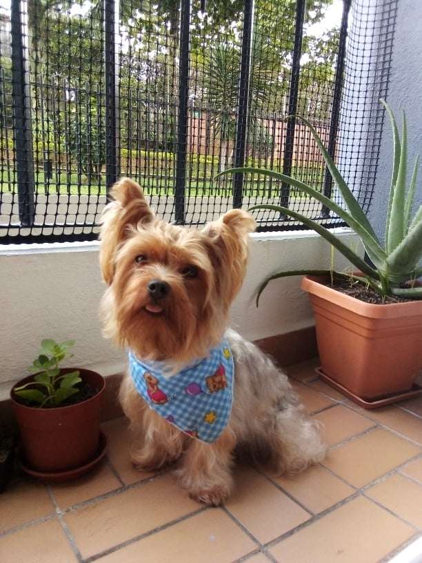 Milo El Mejor Perro del Mundo puzzle online